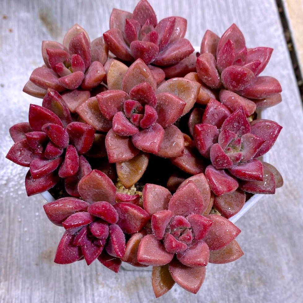 多肉植物组八姬胧月送盆土（3到4厘米）,鲜花速递/花卉仿真/绿植园艺,多肉植物,淘宝优惠券,粉丝福利购,淘宝优惠卷