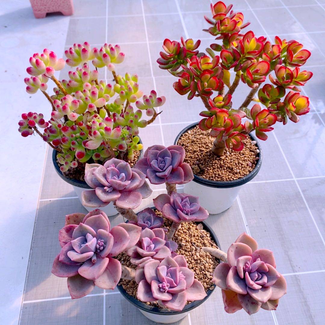 多肉植物y云南果冻乙女心姬红花月彩虹糖原盆原土10厘米左右