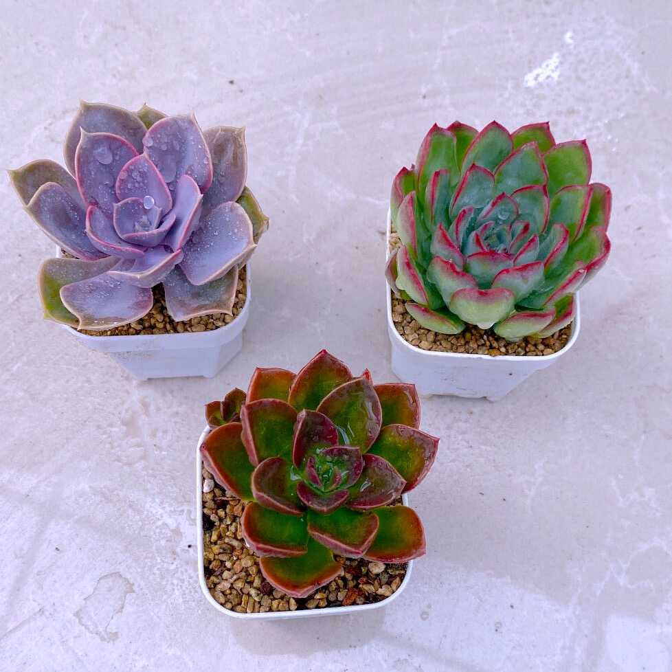 多肉植物紫珍珠樱桃巧克力方砖送盆土