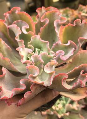 容易养活新品多肉植物