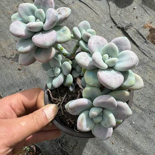 y多肉植物洛神120云南1010