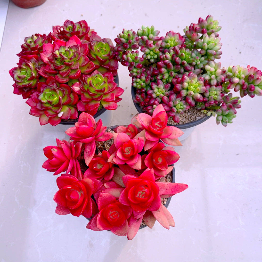 多肉植物y云南  组三火祭蒂亚虹之玉锦原盆原土 11厘米左右,鲜花速递/花卉仿真/绿植园艺,多肉植物,淘宝优惠券,粉丝福利购,淘宝优惠卷