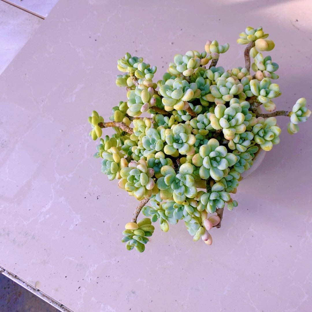 多肉植物y云南劳尔（12厘米左右）,鲜花速递/花卉仿真/绿植园艺,多肉植物,淘宝优惠券,粉丝福利购,淘宝优惠卷