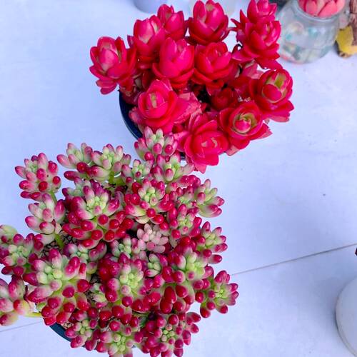 y云南火季虹之玉锦原盆原土 10厘米左右