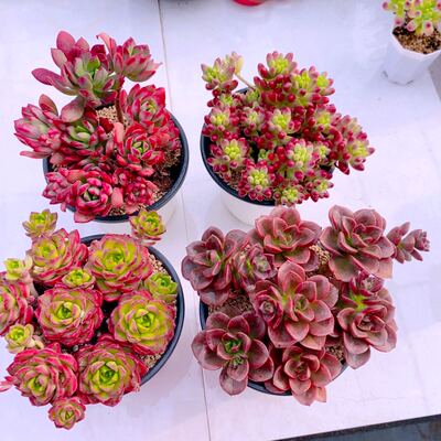 y云南火焰蒂亚虹之玉锦巧克力方砖红智莲10厘米左右