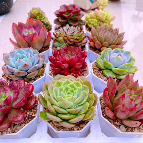 多肉植物  指定12颗 送盆土 托架 （6厘米左右）