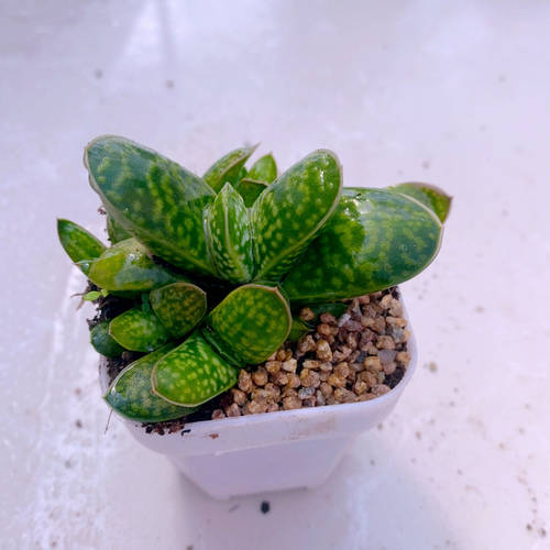 多肉植物子宝送盆（好养