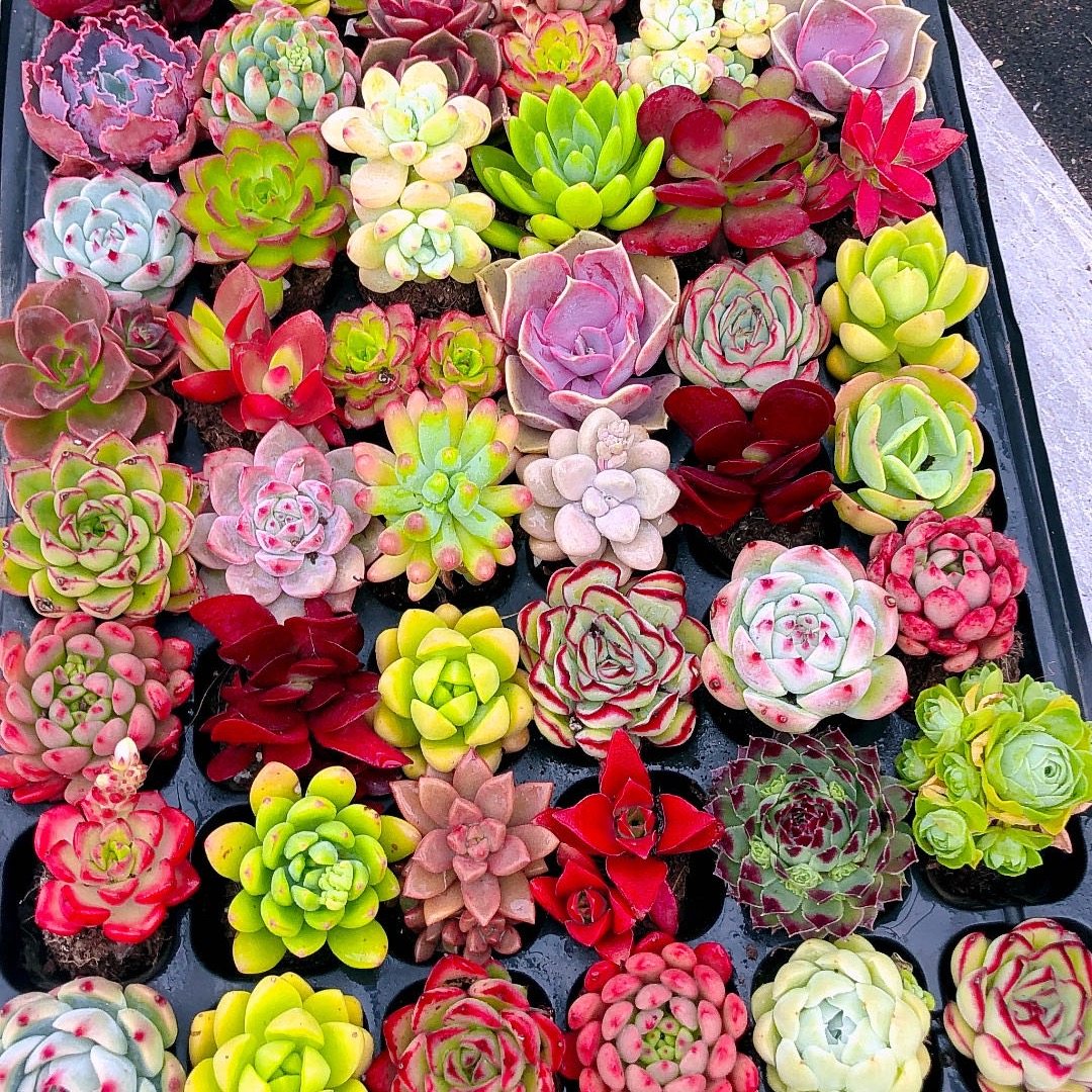 多肉植物30颗随机不重复带土球（3到4厘米）,鲜花速递/花卉仿真/绿植园艺,多肉植物,淘宝优惠券,粉丝福利购,淘宝优惠卷