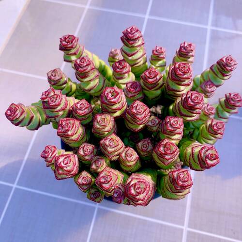 多肉植物  y云南钱串  10厘米左右