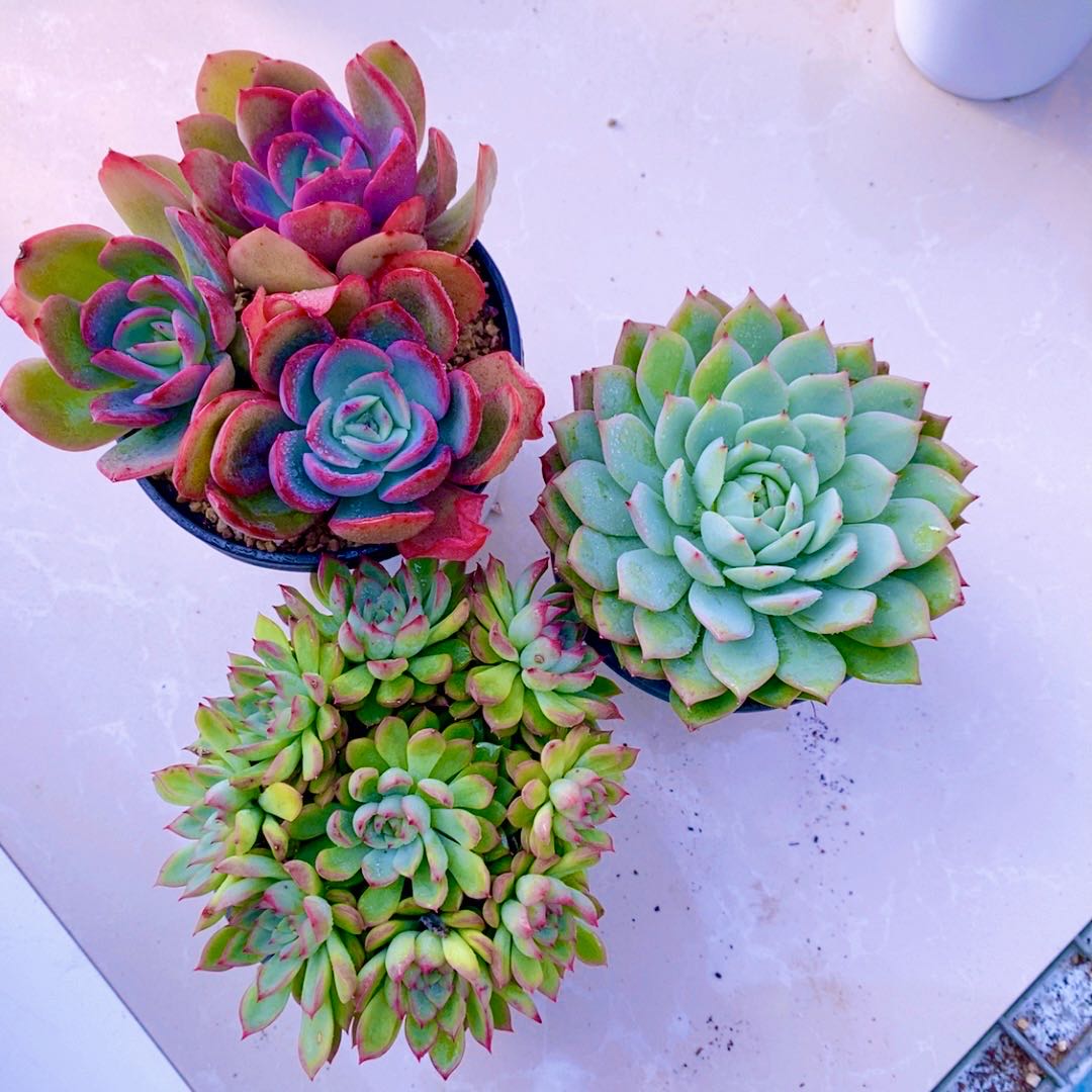 多肉植物 y云南 组三 绮罗 女雏 tp  10厘米左右