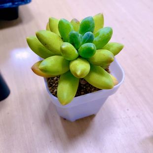 多肉植物千代田送盆包邮（6厘米左右）