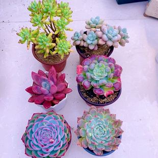 多肉植物y云南指定七颗原盆原土发 11厘米左右