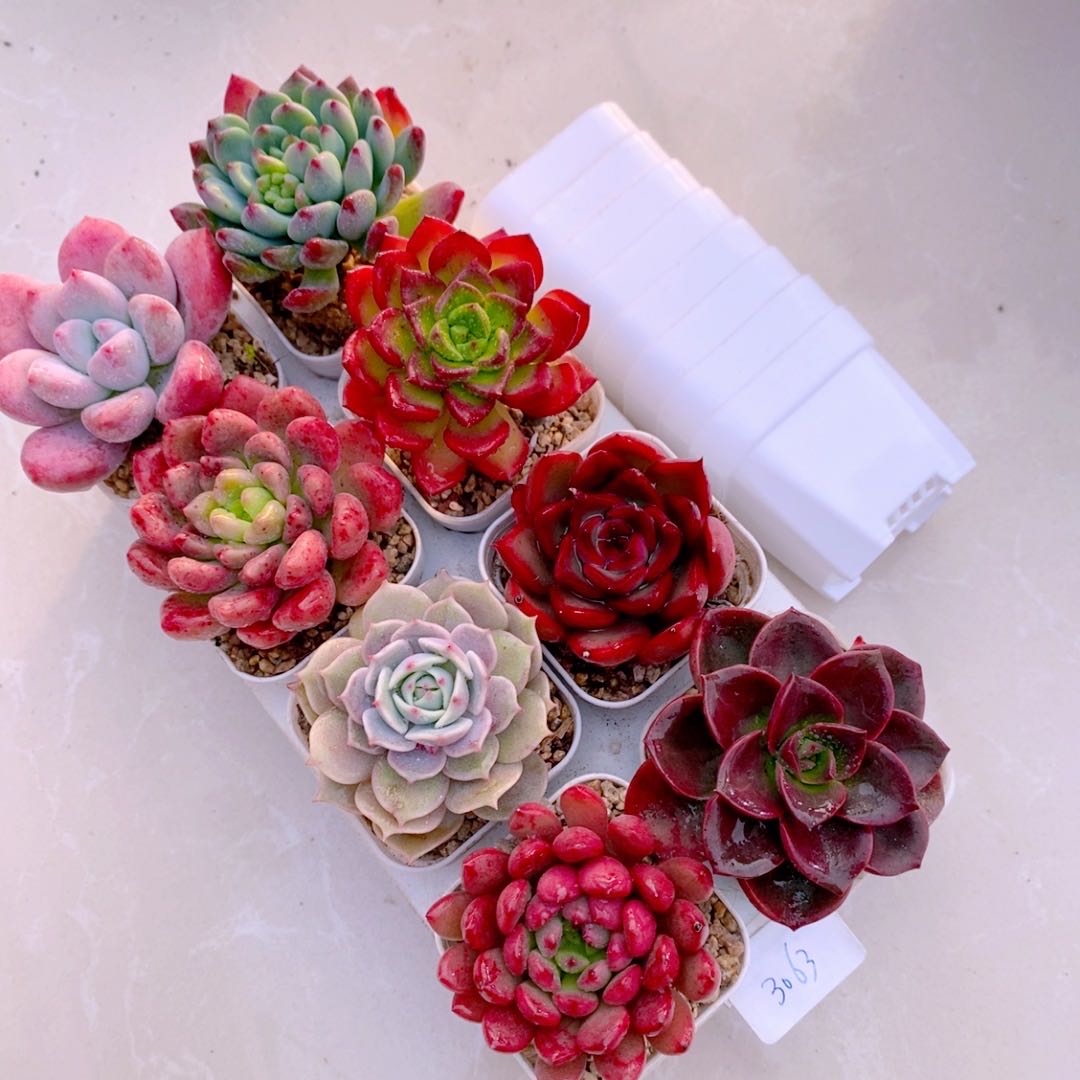 多肉植物指定八颗   送八角盆 土 托架（5厘米左右）美观 好养