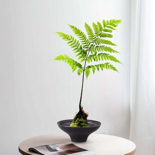 苔藓球托盘水培器皿红磷绿植蕨类花盆黑色无孔中式 陶瓷桌面摆件