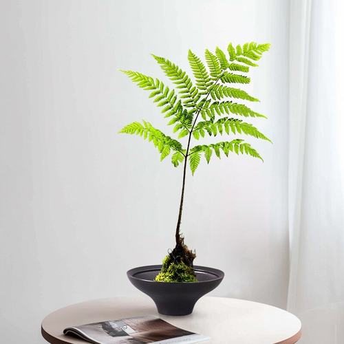 苔藓球托盘水培器皿红磷绿植蕨类花盆黑色无孔中式陶瓷桌面摆件