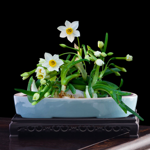 雕刻水仙花哥窑花盆水培器皿家用绿植大口径陶瓷客厅中式 盆景带托