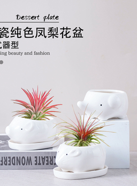 卡通陶瓷花盆空气凤梨容器创意个性桌面盆栽迷你花盆可爱动物花盆