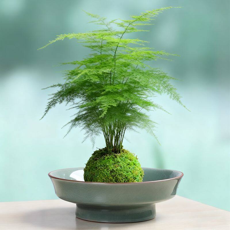 汝窑苔藓球花盆陶瓷佛手柑托盘无孔水培器皿中式禅意家用客厅装饰