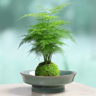 汝窑苔藓球花盆陶瓷佛手柑托盘无孔水培器皿中式 饰 禅意家用客厅装