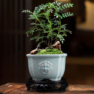 胡椒木盆景盆创意狮头哥窑冰裂室内办公室绿植中国风方形花盆带托
