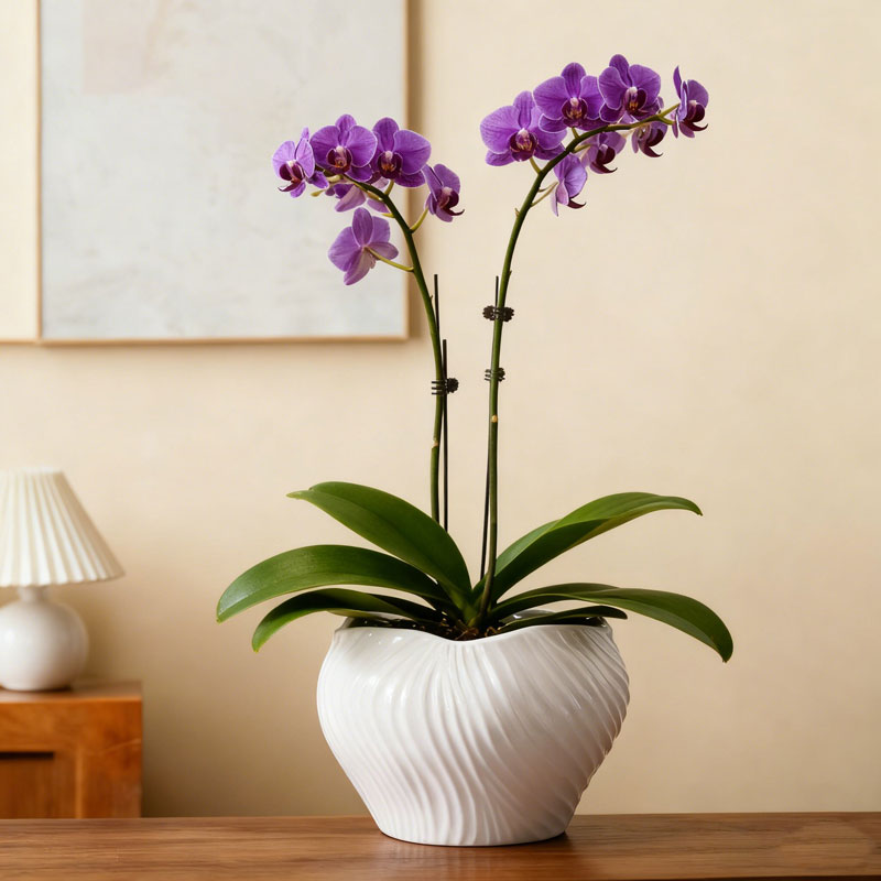 花盆蝴蝶兰专用陶瓷绿植种植盆家用室内阳台装饰盆景摆件带孔透气