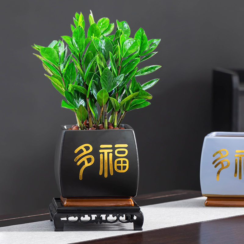 家用中式金钱树专用花盆客厅陶瓷绿植多福盆景粉青方形摆件带托盘