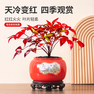 中国红花盆陶瓷新年福盆发财树南天竹绿植透气盆景盆家用喜庆装饰