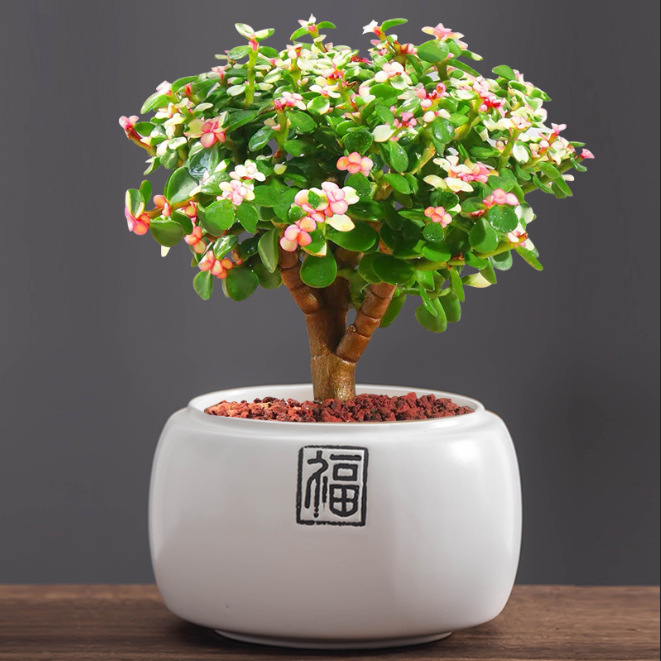 中式福字创意绿植花盆陶瓷大肚透气发财树文竹盆景盆家用桌面摆件