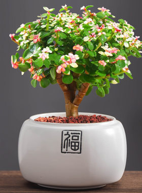 中式福字创意绿植花盆陶瓷大肚透气发财树文竹盆景盆家用桌面摆件