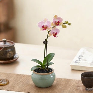 中式哥窑蝴蝶兰花盆陶瓷迷你花器文竹绿植盆栽家用客厅桌面带托盘
