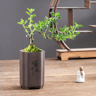 中式 悬崖厚德载物花盆带托四方紫砂六月雪透气室内客厅小摆件 高款