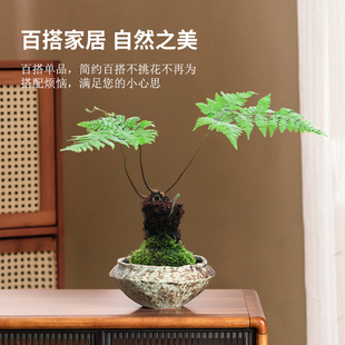 苔藓球蕨类植物专用花盆无孔陶瓷水培器皿中式 饰摆件 复古家用装