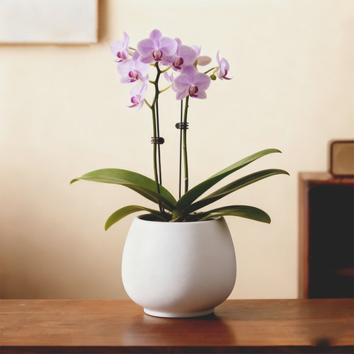 蝴蝶兰花盆绿植盆栽中式简约个性陶瓷大肚盆桌面家用玄关装饰摆件