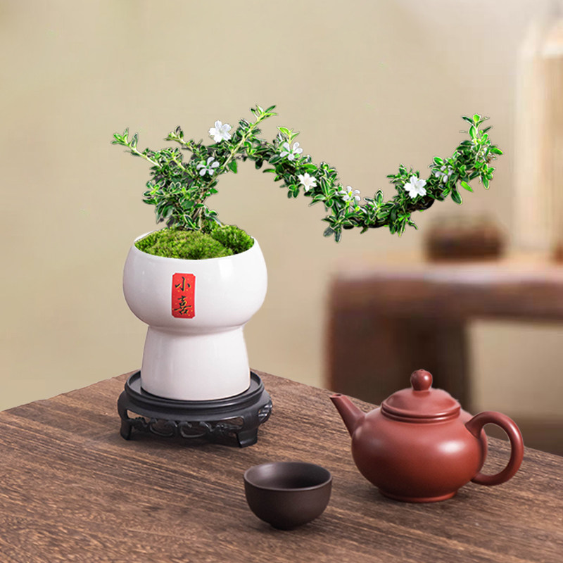 陶瓷花盆室内精致小摆件钱多多发财树专用盆简约招财绿植花卉摆件