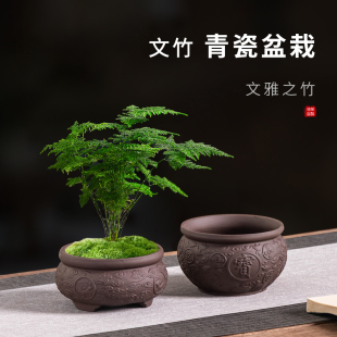 陶瓷紫砂花盆文竹专用花盆新中式家用创意发财树绿植盆禅意招财盆