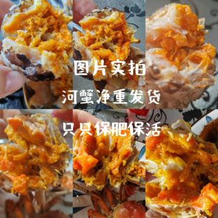 特大盘锦稻田河蟹1.5-1.8两母蟹净重三斤顺丰包邮螃蟹