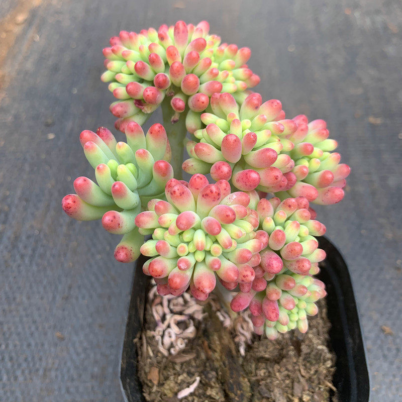 果冻乙女心缀化老桩超大多肉植物室内防辐射绿植花卉盆栽稀有品种