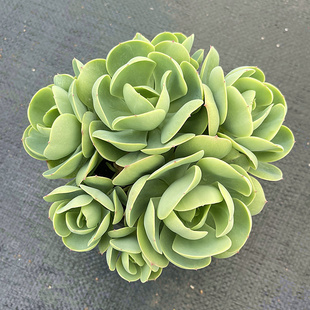 茗居大型多肉植物鸡蛋碧桃老桩易爆芽阳台好养新品花卉盆栽包邮