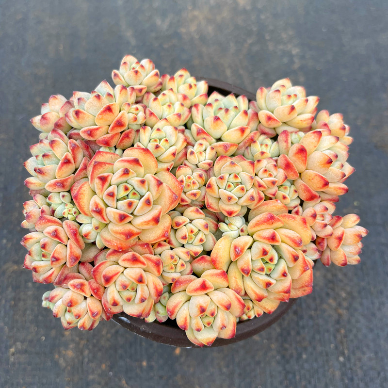 茗居 焦糖精灵伪群生多肉植物带盆发绿植鲜花卉盆栽