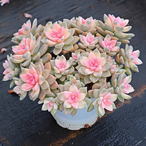 翰林苑 樱花锦 淡雪药锦伪群生带盆栽好绿植花卉盆栽一单包邮