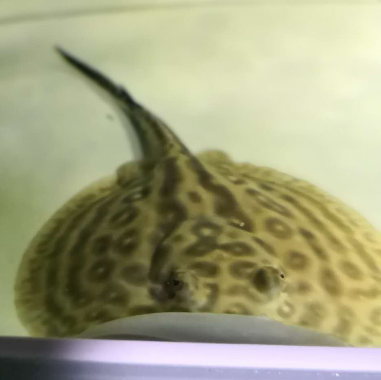 淡水热带观赏练手白子化纹黑帝金虹皇冠黑白魟鱼活体小鱼苗工厂家