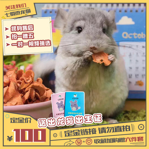 进口后代龙猫活物幼崽