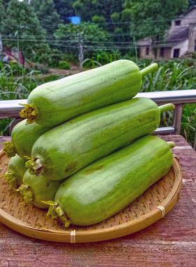 湖南本地新鲜丝瓜现摘白玉丝瓜水瓜肉丝瓜孕妇下奶时令农家蔬菜
