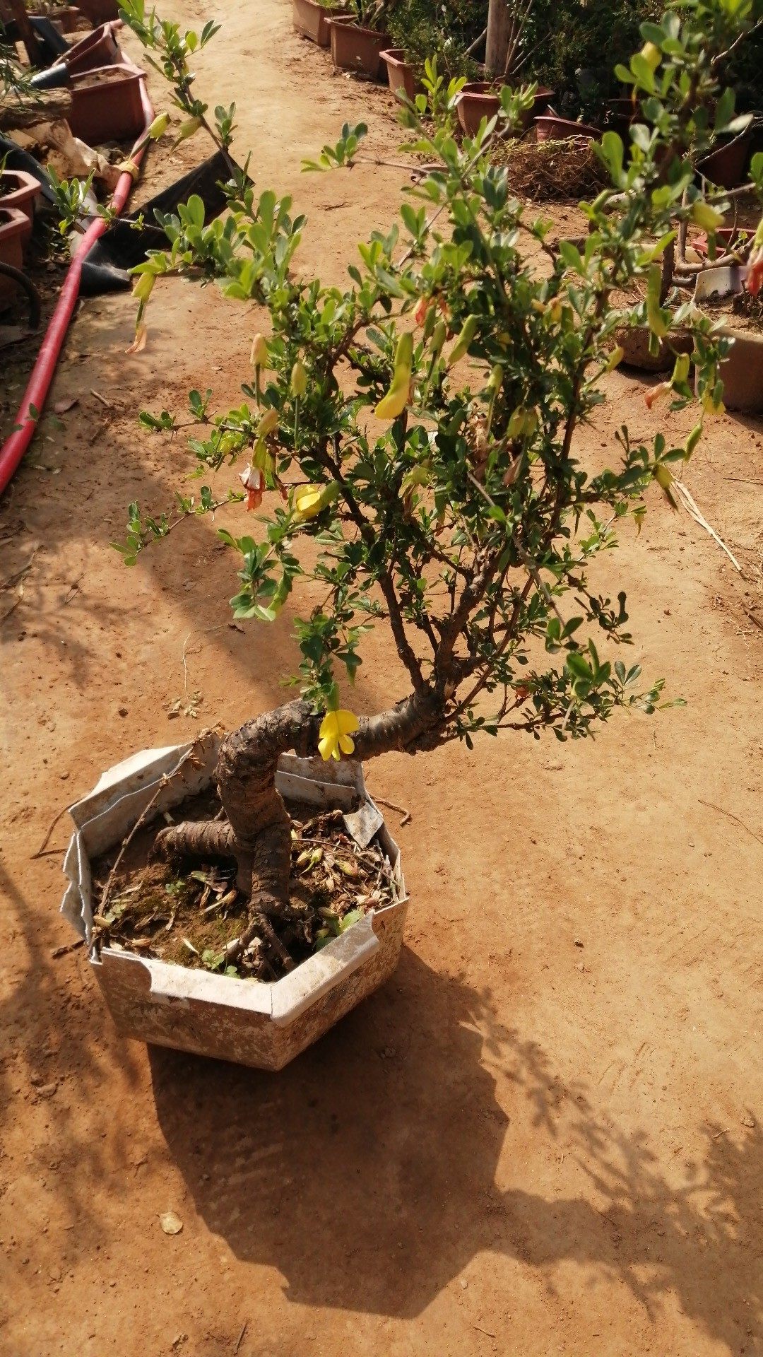 【牡丹墨玉石榴盆景】室内办公桌阳台趣味观赏微型石榴盆景