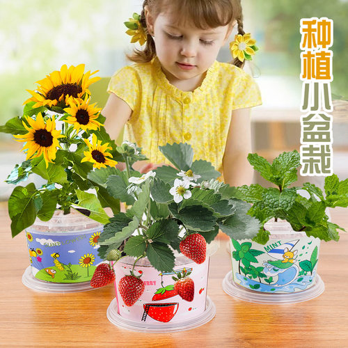 小盆栽儿童植物科学观察日记水果