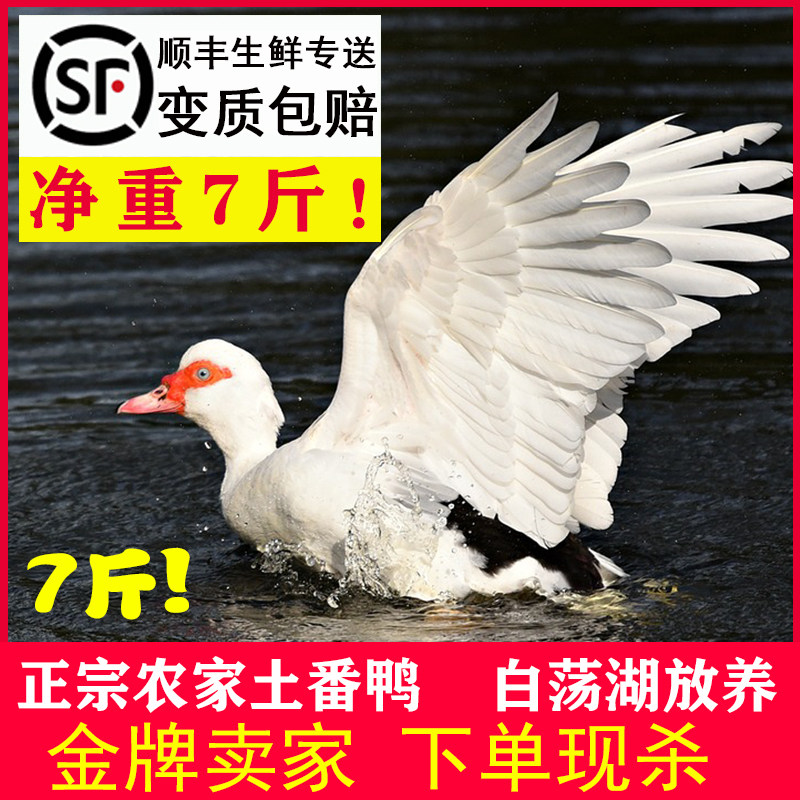 枞阳现杀白番鸭豚鸭农家红头嘴脸散养土老鸭子洋飞鸭新鲜生鸭肉