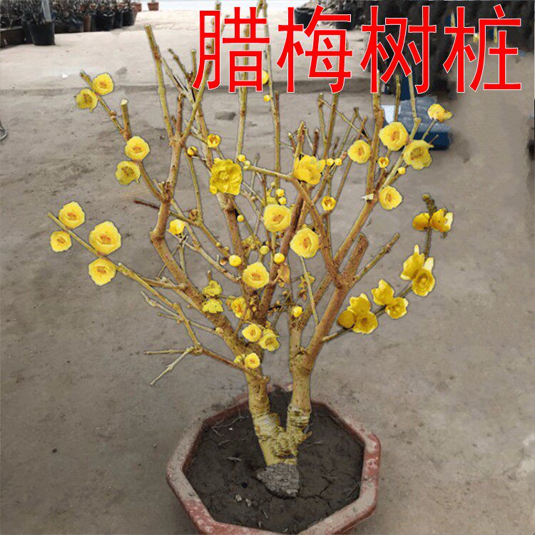 阳台冬季素心腊梅盆栽盆景老桩梅