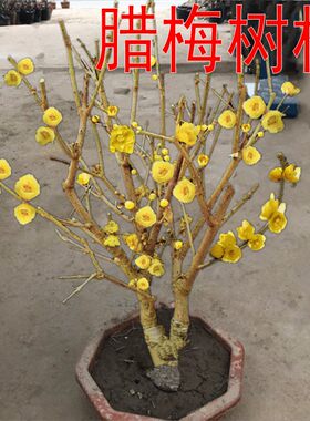 阳台冬季素心腊梅盆栽盆景老桩梅花树苗庭院室内外四季浓香型植物