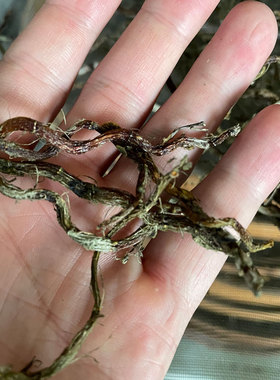 浙江山上岩石上六七年生铁皮石斛老条干条红干条年份久黑红色功效