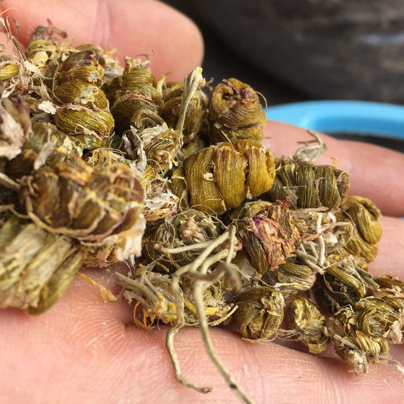 树上梨树果树上铁皮枫斗连根龙头凤尾铁皮石斛